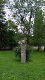 Koncoročný